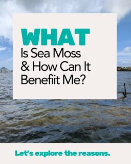 Sea moss is nature’s quiet multitasker - rich in minerals, deeply nourishing, and versatile.  Used for generations in holistic health, it’s a type of seaweed that offers over 90 of the essential minerals that your body needs to thrive. Gently prepared into a smooth gel, it can be added to smoothies, teas, soups, or even used on your hair and skin.  ✨ One tablespoon provides so many benefits!
Let your wellness be simple, steady, and natural.  🔹Have you included sea moss into your routine yet?  #whatisseamoss #seamossbenefits #holisticwellness #plantpoweredliving #nourishfromwithin #naturalhealing #seamossgel #mineralsmatter #wellnessfromnature #calmrituals